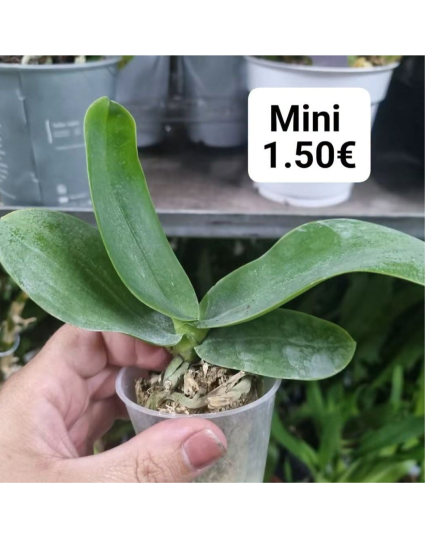 MINI PHALAENOPSIS SEM FLOR