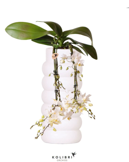 PHALAENOPSIS DE AGUA COM VASO CERAMICO