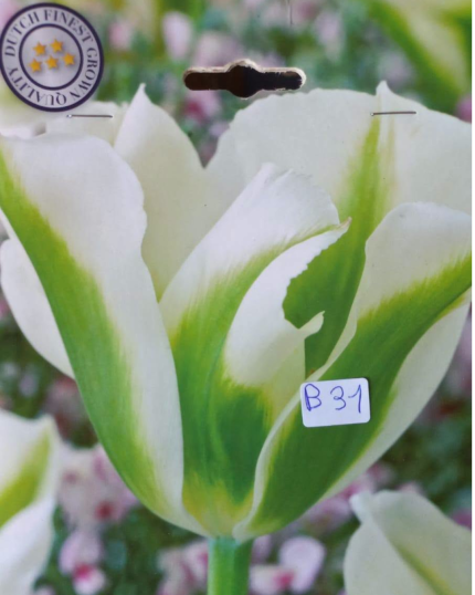 TULIPA GREEN ( SAQUETAS DE 5 A 7 BOLBOS )