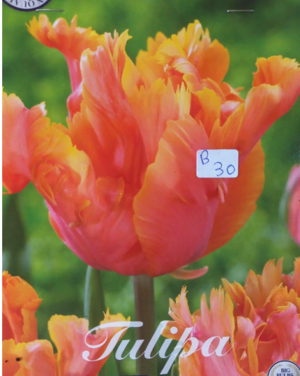 TULIPA LARANJA