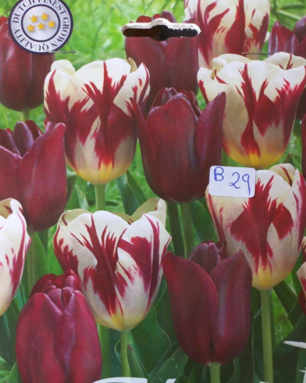 TULIPA MATIZADA