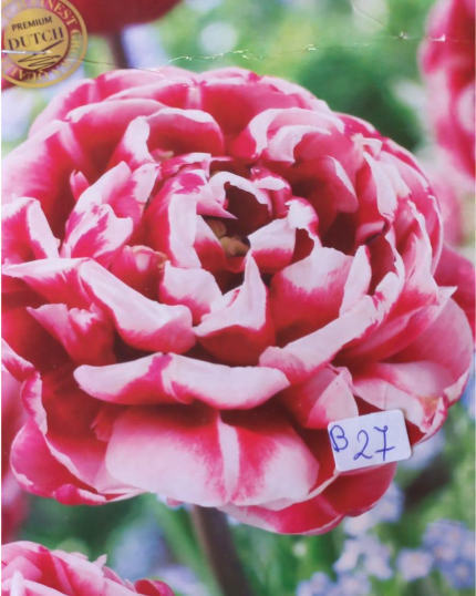 TULIPA N 27