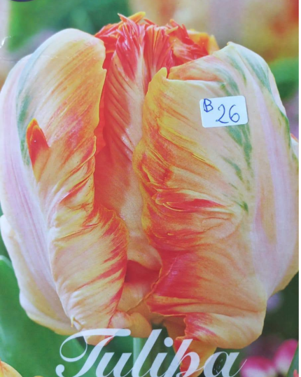 TULIPA N26