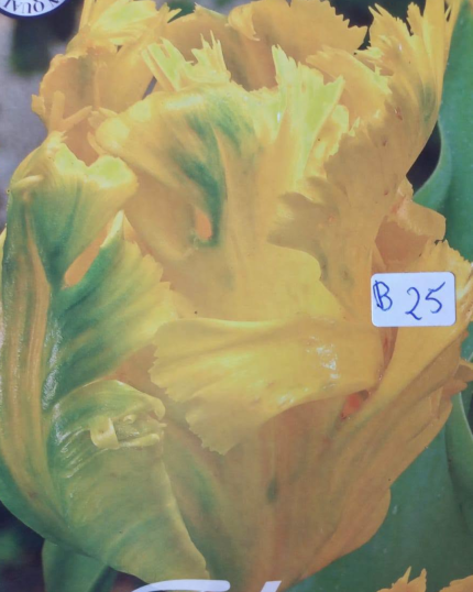 TULIPA 25