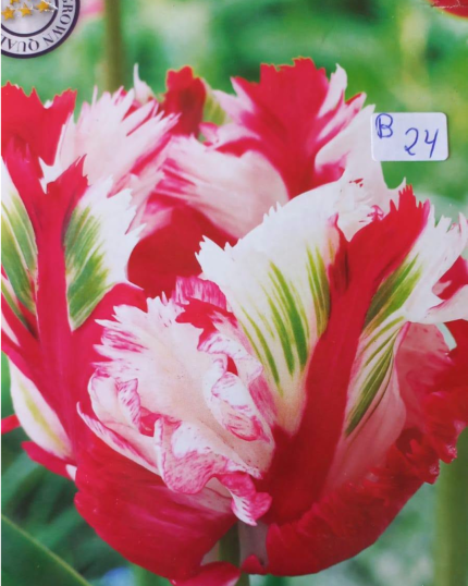 TULIPA 24