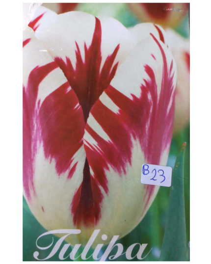 TULIPA 23