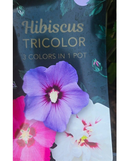 HIBISCO 3 EM 1  - AZUL-ROSA E BRANCO DOBRADO OS 3 NO MESMO VASO