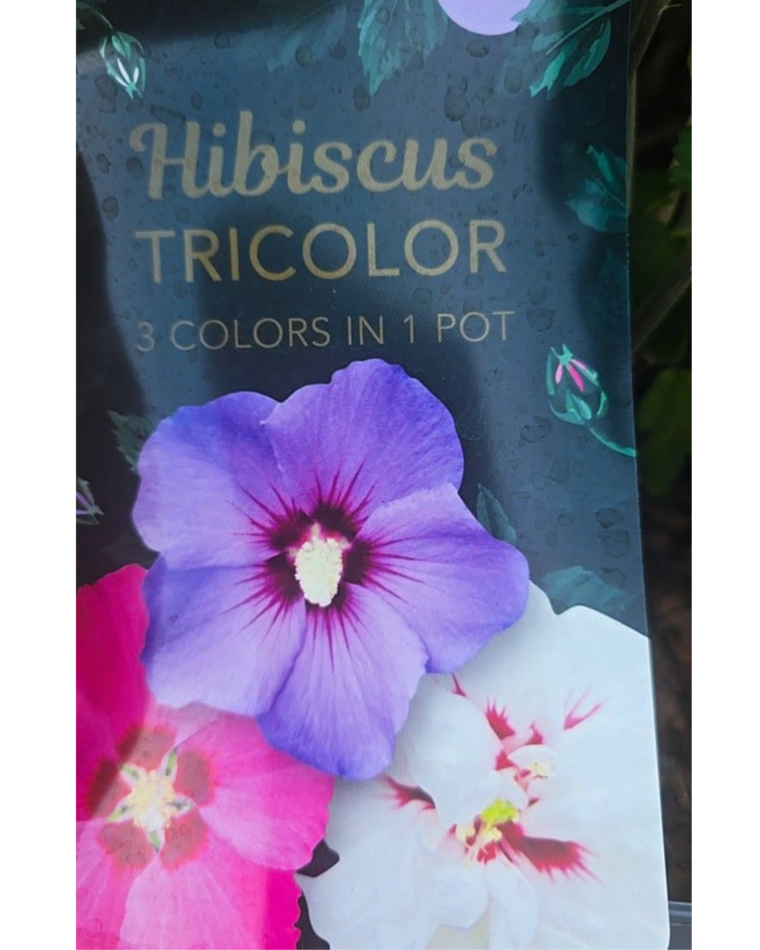 Design sem nome - 2026-09-15T115645.917