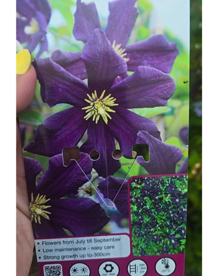 CLEMATIS N 1