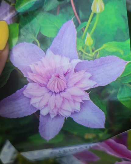 CLEMATIS N 2