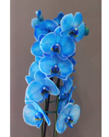 PHALAENOPSIS AZUL