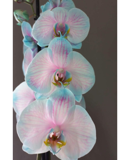PHALAENOPSIS AZUL E ROSA