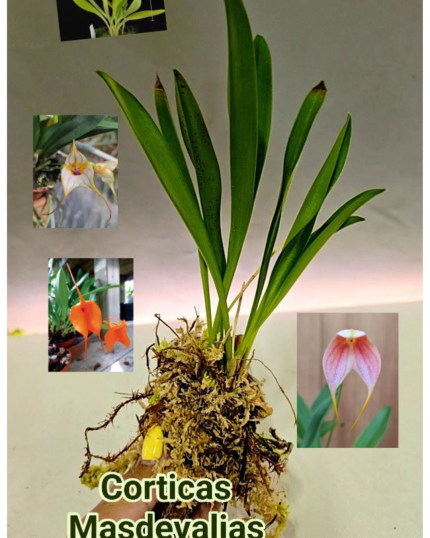MASDEVALIAS EM CORTIÇA