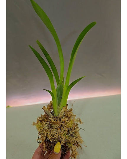 ONCIDIUM EM CORTIÇA