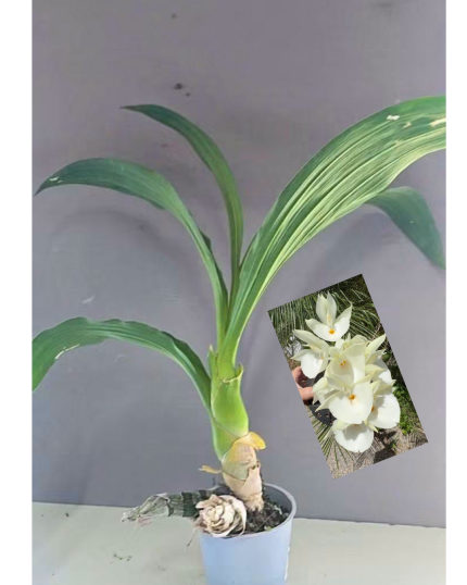 CATASSETUM BRANCO S FLOR