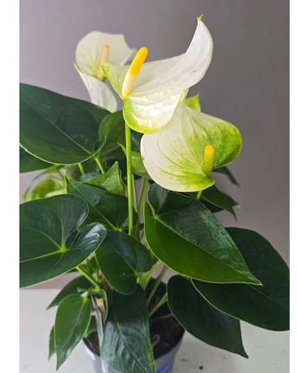 ANTHURIUM COCO PARA AGUA