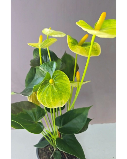 ANTHURIUM AMARELO