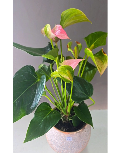 ANTHURIUM ROSA C VASO VIDRO - AGUA