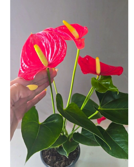 ANTHURIUM VERMELHO
