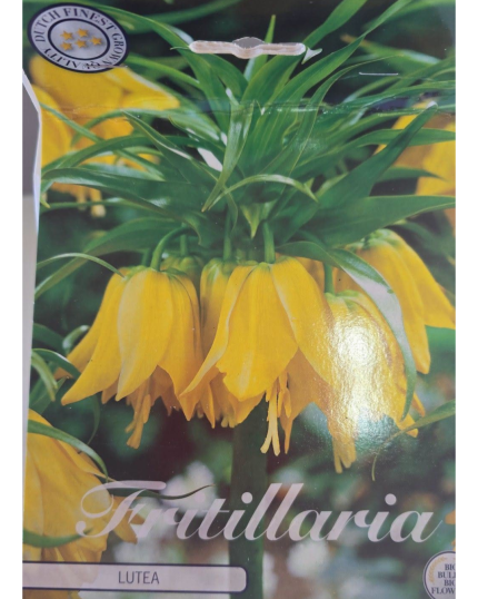 ESPANTA TOUPEIRAS - FRITILLARIA LUTEA