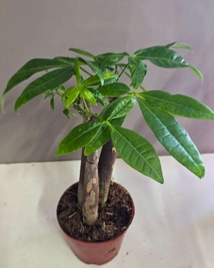 PACHIRA AQUATICA-PLANTA DA FELICIDADE / DINHEIRO
