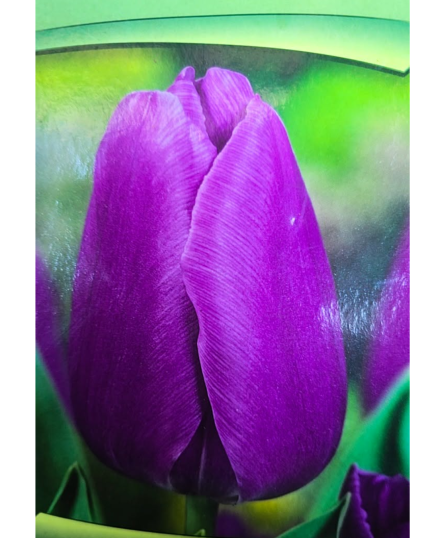 TULIPA LILAS