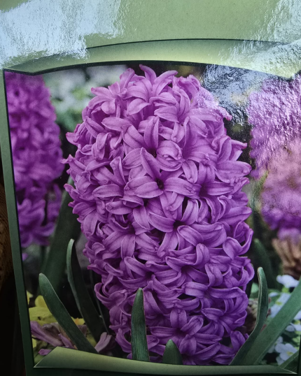 JACINTO PERFUMADO LILAS
