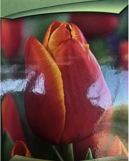 TULIPA MATIZADA