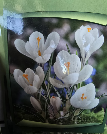 CROCUS BRANCOS