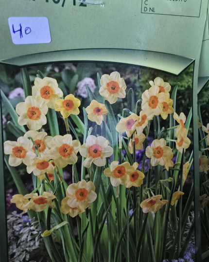 NARCISUS AMARELOS