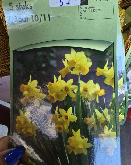 NARCISUS AMARELO CANARIO