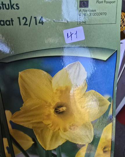 NARCISO DE FLOR GIGANTE