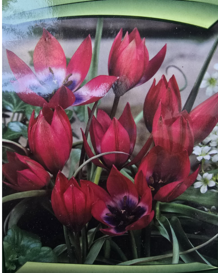 TULIPA ESPECIAL