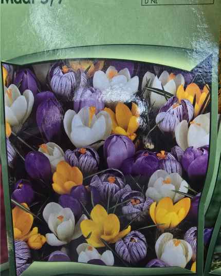 CROCUS MISTURA
