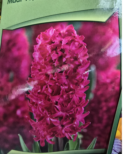 JACINTO ROSA/VERMELHO