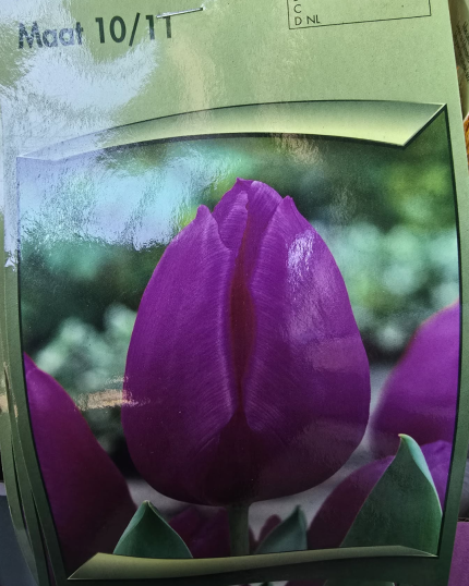 TULIPA PURPEL