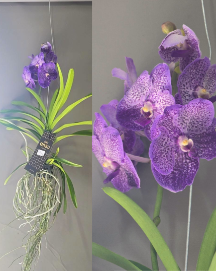 VANDA N 6 APTA PARA AGUA OU SUSPENSAO -QUALIDADE SUPERIOR