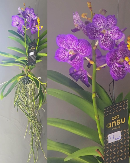 VANDA N 7