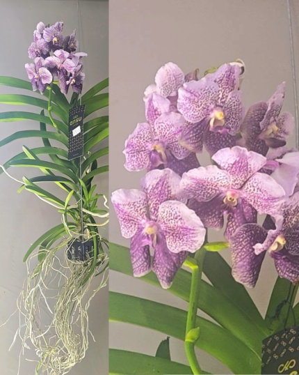 VANDA N 5