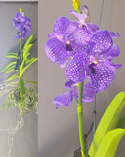 VANDA N 14