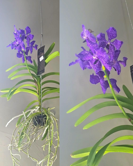 VANDA N 3