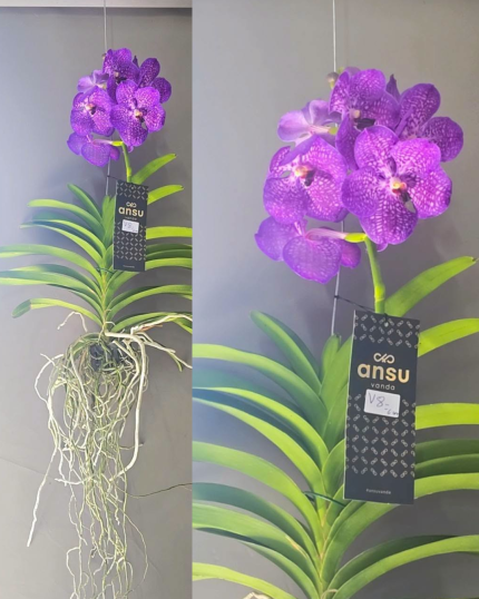 VANDA 8