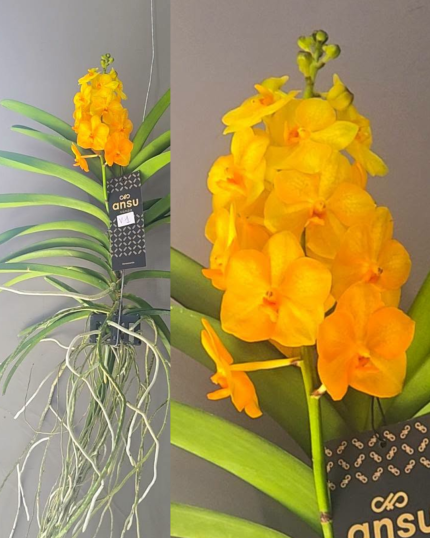 VANDA N 1