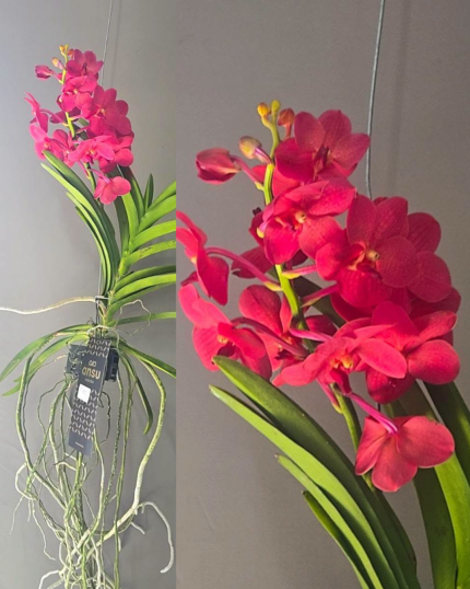 VANDA VERMELHA