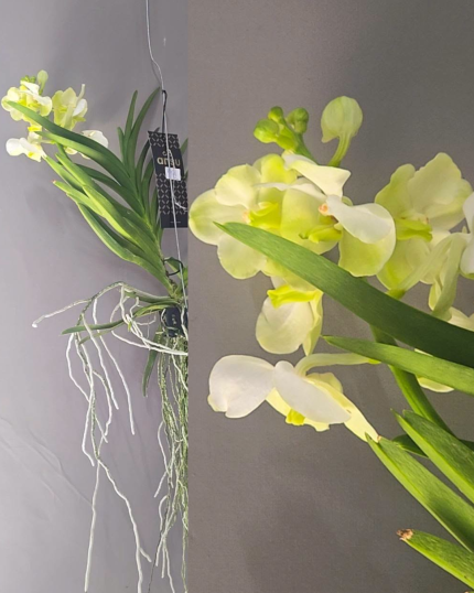 VANDA BRANCA E VERDE