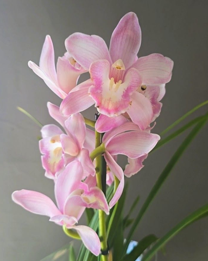 CYMBIDIUM 503