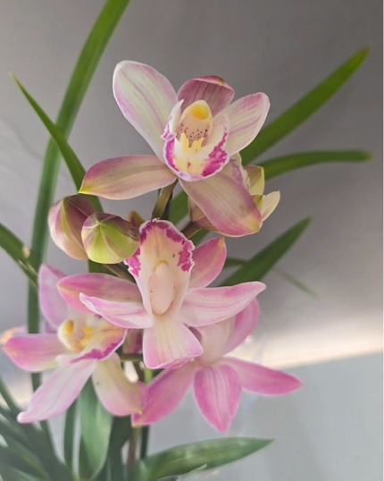 CYMBIDIUM 513