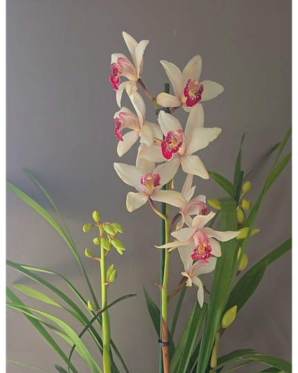 cYMBIDIUM 540 -APTO PARA INTERIOR COM 3 HASTES SEM VASO CERAMICO