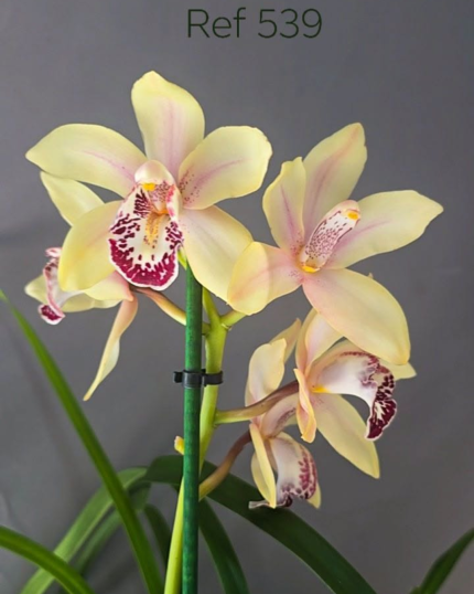 CYMBIDIUM 539