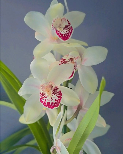 CYMBIDIUM 546